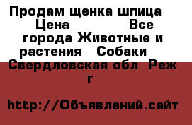 Продам щенка шпица.  › Цена ­ 15 000 - Все города Животные и растения » Собаки   . Свердловская обл.,Реж г.